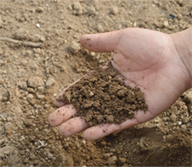 Image of a person cupping soil in his or her hand